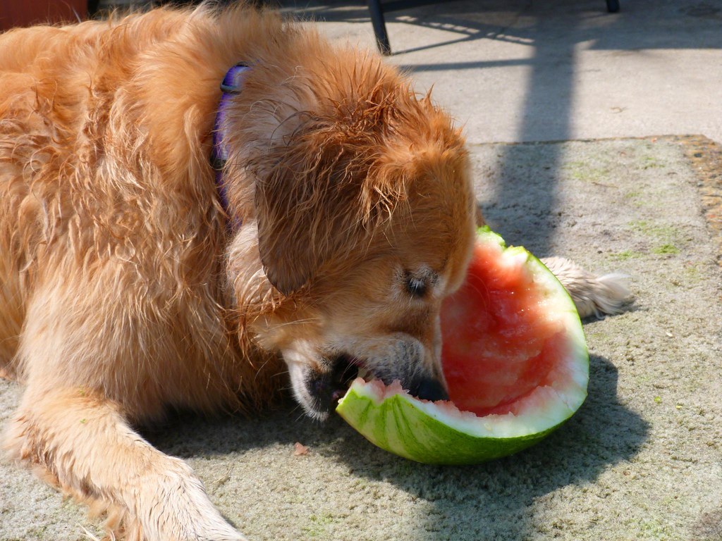 watermelon for dogs good or bad